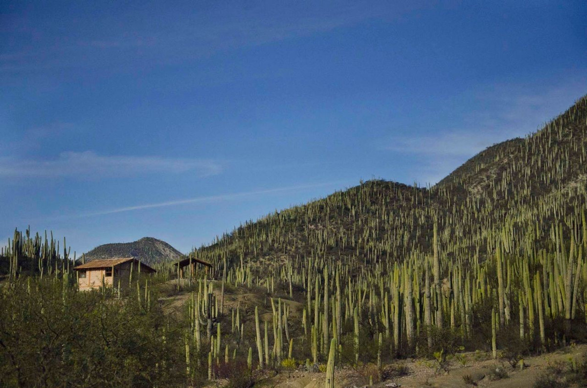  Nơi tập trung nhiều loài xương rồng nhất hành tinh. Hơn một nửa số loài xương rồng của Mexico sinh sống tại đây, với nhiều loài đặc hữu không xuất hiện ở bất kỳ nơi nào khác. Ảnh: Pinterest.