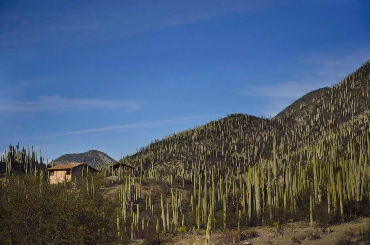  Nơi tập trung nhiều loài xương rồng nhất hành tinh. Hơn một nửa số loài xương rồng của Mexico sinh sống tại đây, với nhiều loài đặc hữu không xuất hiện ở bất kỳ nơi nào khác. Ảnh: Pinterest.