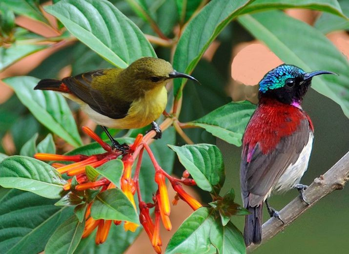  Màu sắc sặc sỡ ở con đực. Con đực của nhiều loài chim hút mật sở hữu bộ lông ánh kim xanh, tím, đỏ hoặc vàng rực, phản chiếu ánh sáng mặt trời như kim loại, trong khi con cái thường có màu lông trầm hơn để ngụy trang. Ảnh: Pinterest.
