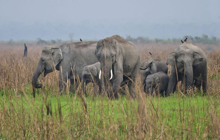  Hệ sinh thái thảo nguyên ngập nước quý hiếm. Các bãi cỏ cao xen kẽ đầm lầy và sông suối là môi trường sống lý tưởng cho động vật ăn cỏ lớn và các loài chim nước, tạo nên cảnh quan hoang dã đặc trưng. Ảnh: Pinterest.