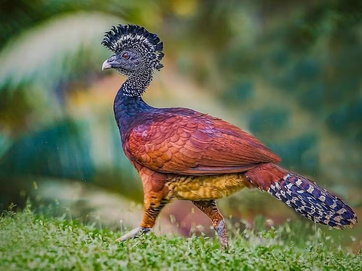  Có sự khác biệt rõ rệt giữa con trống và con mái. Con trống thường có bộ lông đen bóng với mỏ vàng nổi bật, trong khi con mái mang màu nâu hoặc nâu đỏ để dễ ngụy trang. Ảnh: Pinterest.