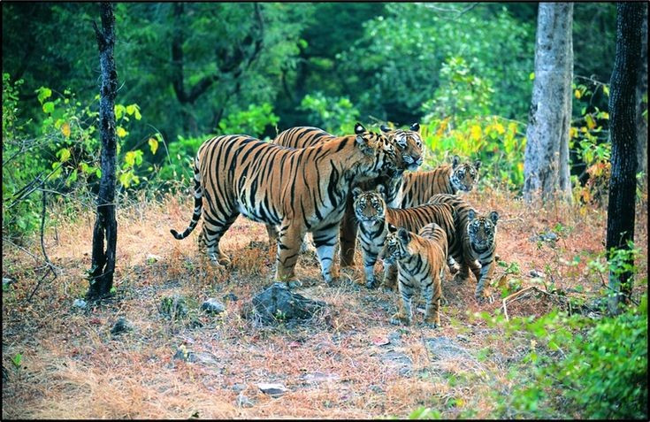  Câu chuyện phục hồi đầy hy vọng. Nhờ nỗ lực bảo tồn và hợp tác quốc tế, Vườn quốc gia Manas đã phục hồi đáng kể hệ động thực vật, trở thành biểu tượng thành công cho bảo tồn thiên nhiên ở Ấn Độ. Ảnh: Pinterest.