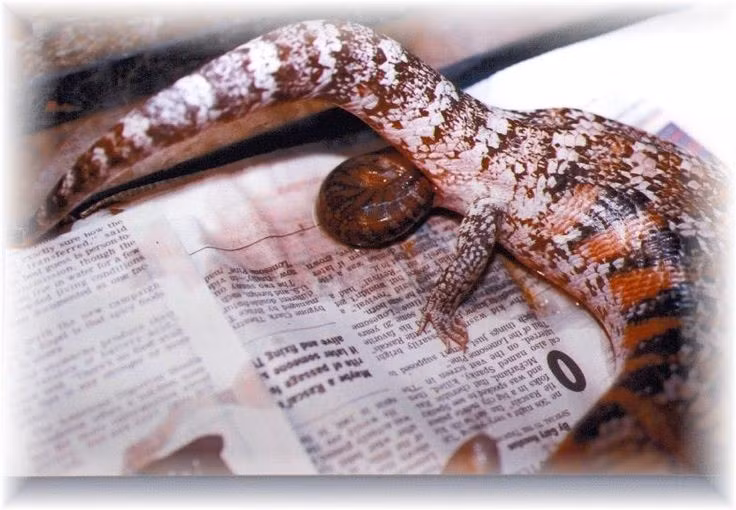  Không đẻ trứng mà đẻ con. Khác với đa số bò sát, loài này là động vật noãn thai sinh, trứng phát triển trong cơ thể mẹ và con non được sinh ra hoàn chỉnh, giúp tăng tỷ lệ sống sót trong môi trường khắc nghiệt. Ảnh: Pinterest.