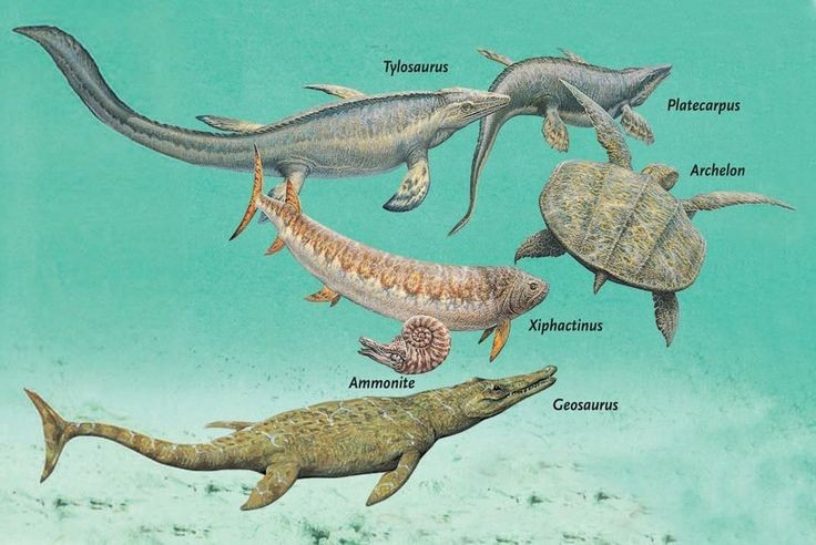  Tuyệt chủng cuối kỷ Jura. Loài này biến mất khoảng 145 triệu năm trước, cùng nhiều bò sát biển cổ đại khác. Ảnh: Pinterest.
