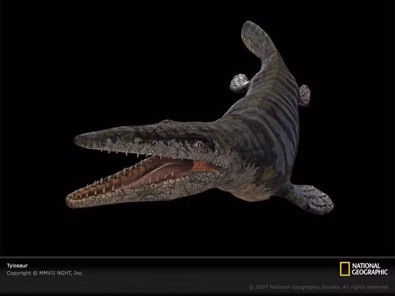  3. Đầu dài và mõm nhọn đặc trưng. Tên gọi “Tylosaurus” nghĩa là “thằn lằn có mõm tròn”, phản ánh cấu trúc đầu dài nhọn giúp loài vật này săn mồi hiệu quả. Ảnh: Pinterest.
