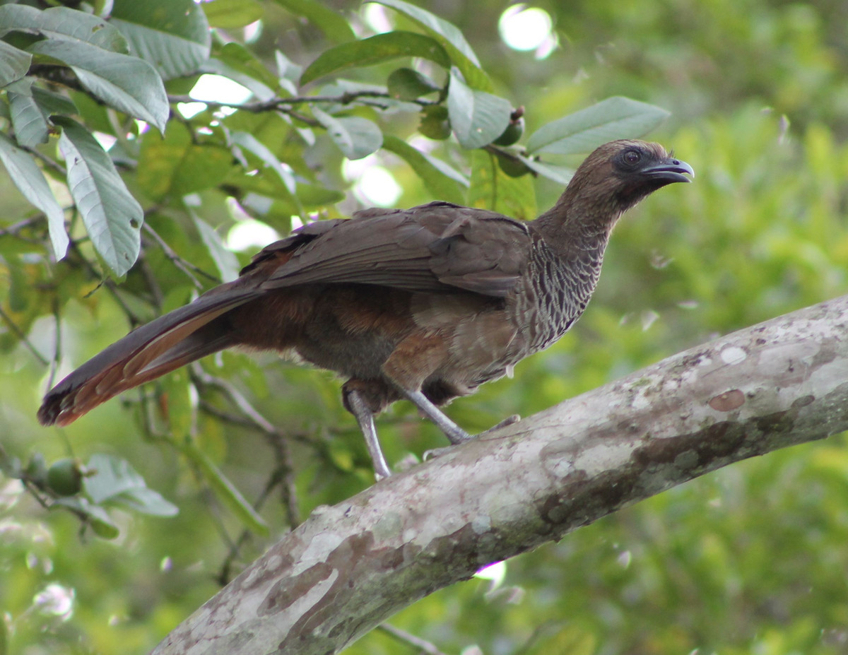  Đóng vai trò quan trọng trong hệ sinh thái rừng. Gà cây châu Mỹ ăn nhiều loại quả rừng và sau đó phát tán hạt qua phân của chúng. Nhờ vậy, chúng góp phần quan trọng trong việc tái sinh rừng và lan truyền nhiều loài cây nhiệt đới. Một số nhà sinh thái học xem chúng là “người gieo hạt” của rừng Amazon. Ảnh: Pinterest.