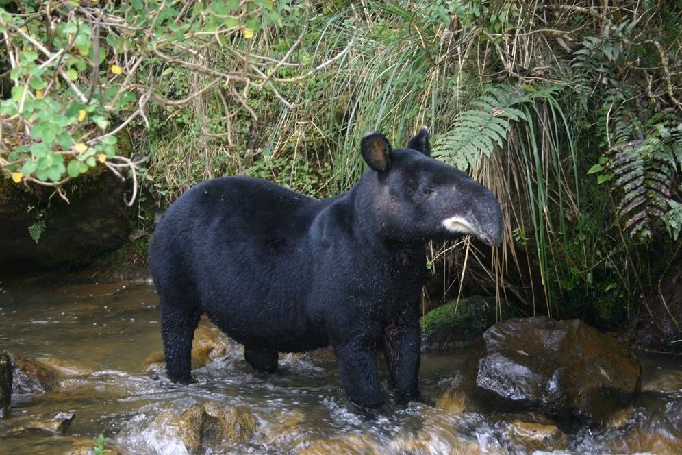  Thiên đường của động vật hoang dã. Vườn quốc gia Sangay là nhà của lợn vòi núi, báo đốm, gấu Andean và hơn 400 loài chim quý hiếm. Ảnh: Pinterest.