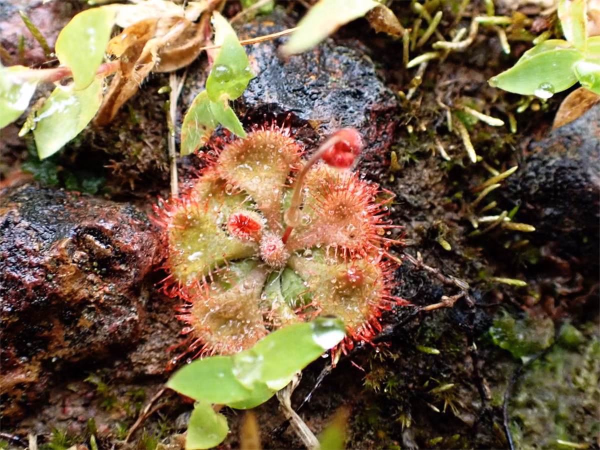  6. Được dùng làm cây cảnh độc đáo. Do có vẻ ngoài lạ mắt và khả năng “săn mồi”, cây trói gà được nhiều người trồng làm cảnh trong lọ thủy tinh hoặc khay đất ẩm. Ảnh: anotherglobaleater.wordpress.com.