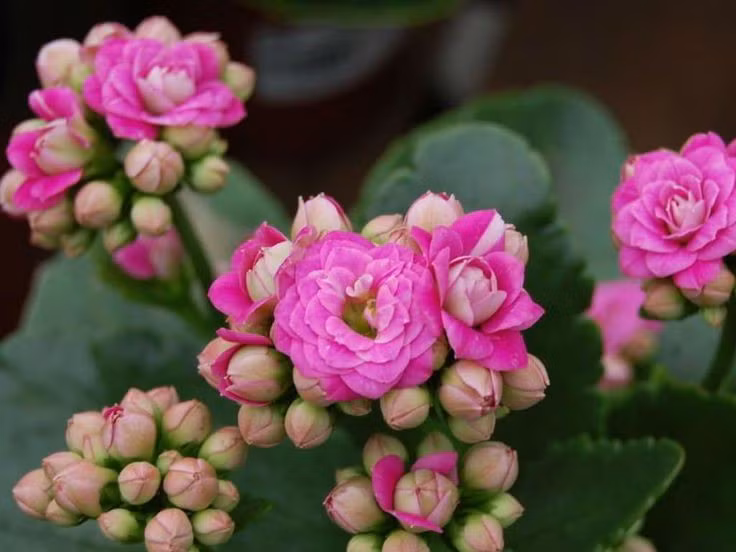  Lá mọng nước giúp trữ nước dài ngày. Nhờ cấu trúc lá dày và mọng, cây có thể tích trữ nước trong thời gian dài, thích nghi hoàn hảo với môi trường khô hạn. Ảnh: Pinterest.