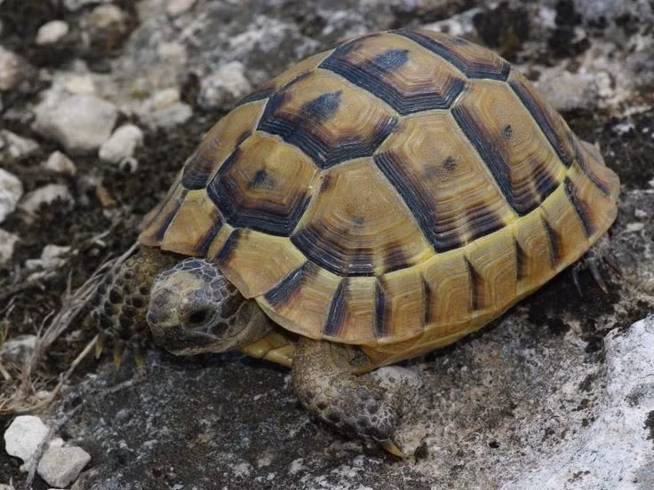 Bộ mai đa dạng về kiểu hình. Mai rùa có hoa văn và màu sắc khác nhau tùy vùng, giúp nhận biết quần thể địa phương và khả năng ngụy trang. Ảnh: Pinterest.