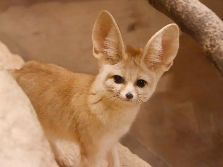  Ăn tạp, khả năng thích nghi cao . Thức ăn của Fennec gồm côn trùng, trứng, rễ cây và trái cây – giúp chúng sống sót dù nguồn thức ăn khan hiếm. Ảnh: Pinterest.