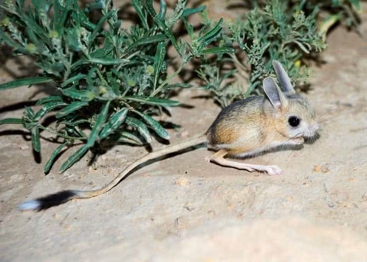  Thức ăn chính là hạt, côn trùng và rễ cây. Chuột nhảy là loài ăn tạp, thích nghi tốt với môi trường khan hiếm tài nguyên. Ảnh: Pinterest.