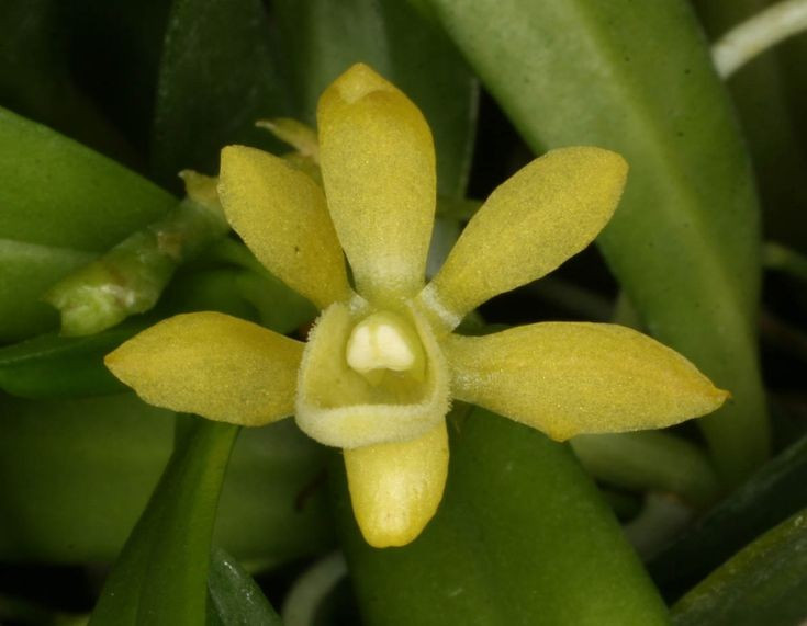  Sống được trong nhiều môi trường khắc nghiệt. Phong lan có thể mọc trên mặt đất, bám trên thân cây, vách đá hoặc thậm chí trong môi trường gần sa mạc. Rễ lan thường có lớp mô xốp đặc biệt giúp hút nước và chất dinh dưỡng nhanh chóng từ không khí. Ảnh: Pinterest.