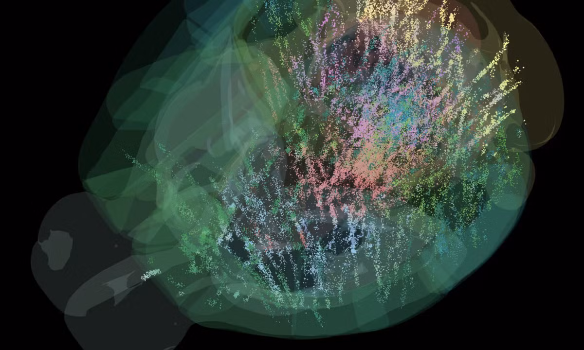 Bản đồ não này được xây dựng từ dữ liệu của 139 con chuột, ghi nhận hơn 600.000 tế bào thần kinh ở 279 vùng não, chiếm khoảng 95% toàn bộ não chuột. Ảnh: Lifeboat Foundation.