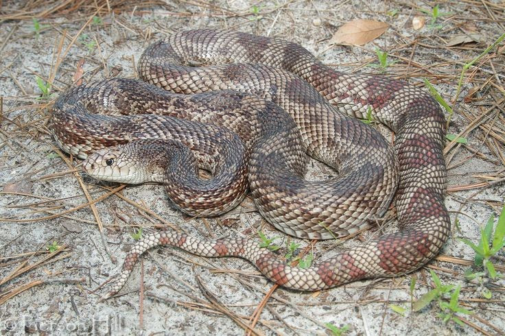  Có kích thước lớn so với nhiều loài rắn khác. Rắn thông trưởng thành có thể dài từ 1,2 đến hơn 2 mét, khiến nó trở thành một trong những loài rắn không độc lớn nhất Bắc Mỹ. Kích thước này hỗ trợ chúng trong việc săn mồi và tự vệ. Ảnh: Pinterest.