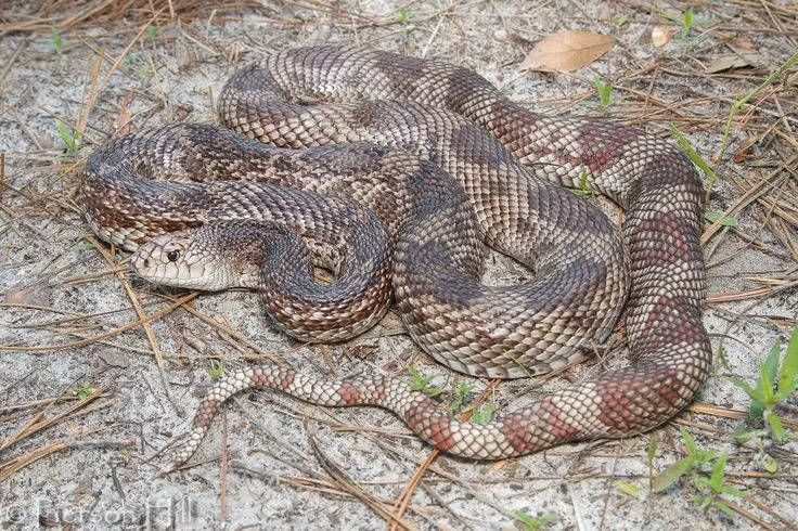  Có kích thước lớn so với nhiều loài rắn khác. Rắn thông trưởng thành có thể dài từ 1,2 đến hơn 2 mét, khiến nó trở thành một trong những loài rắn không độc lớn nhất Bắc Mỹ. Kích thước này hỗ trợ chúng trong việc săn mồi và tự vệ. Ảnh: Pinterest.