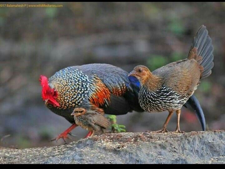  Đang chịu áp lực từ săn bắt và mất rừng. Nhiều quần thể gà rừng đang suy giảm do săn bắt, lai tạp với gà nhà và mất môi trường sống. Việc bảo tồn gà rừng có ý nghĩa quan trọng đối với đa dạng sinh học và nguồn gen của gia cầm. Ảnh: Pinterest.