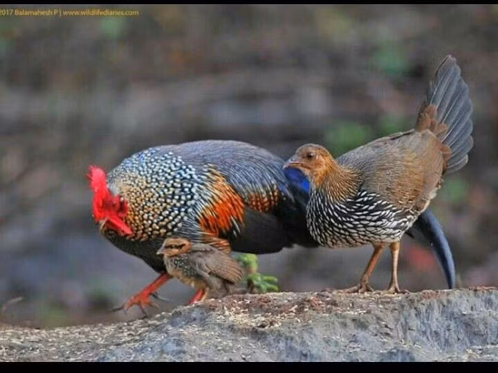  Đang chịu áp lực từ săn bắt và mất rừng. Nhiều quần thể gà rừng đang suy giảm do săn bắt, lai tạp với gà nhà và mất môi trường sống. Việc bảo tồn gà rừng có ý nghĩa quan trọng đối với đa dạng sinh học và nguồn gen của gia cầm. Ảnh: Pinterest.