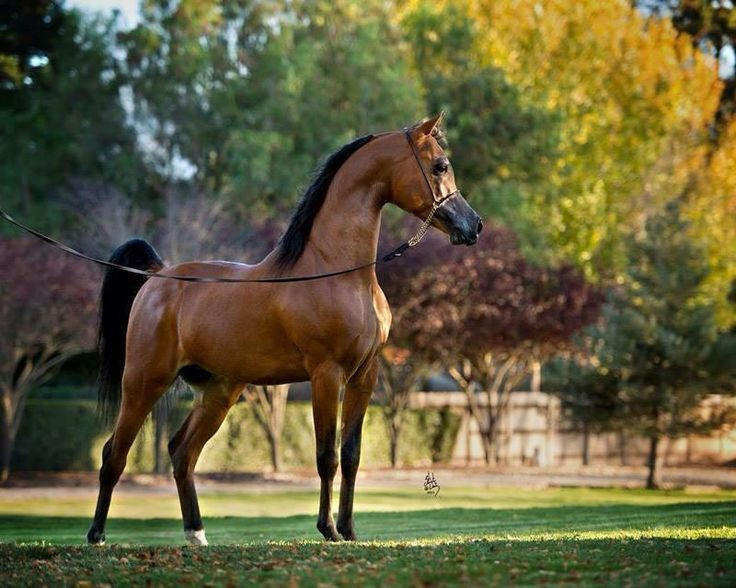  Di sản lịch sử và văn hóa. Không chỉ là công cụ chiến tranh, ngựa Ả Rập còn trở thành biểu tượng tinh thần của thế giới Hồi giáo, đại diện cho danh dự, tốc độ và sức mạnh, với ảnh hưởng còn kéo dài đến tận ngày nay. Ảnh: Pinterest.