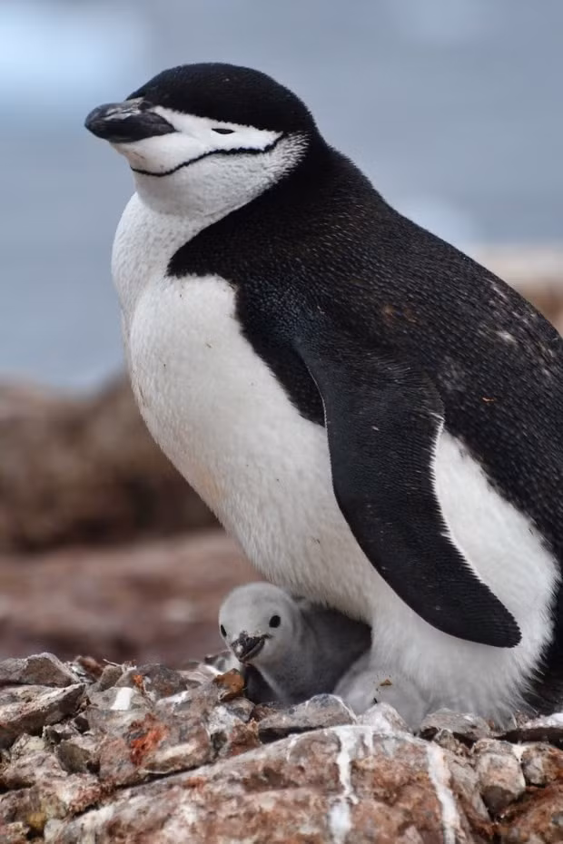 Một con chim cánh cụt chinstrap cùng với con non của nó. Ảnh: Tiến sĩ Ignacio Juarez Martinez