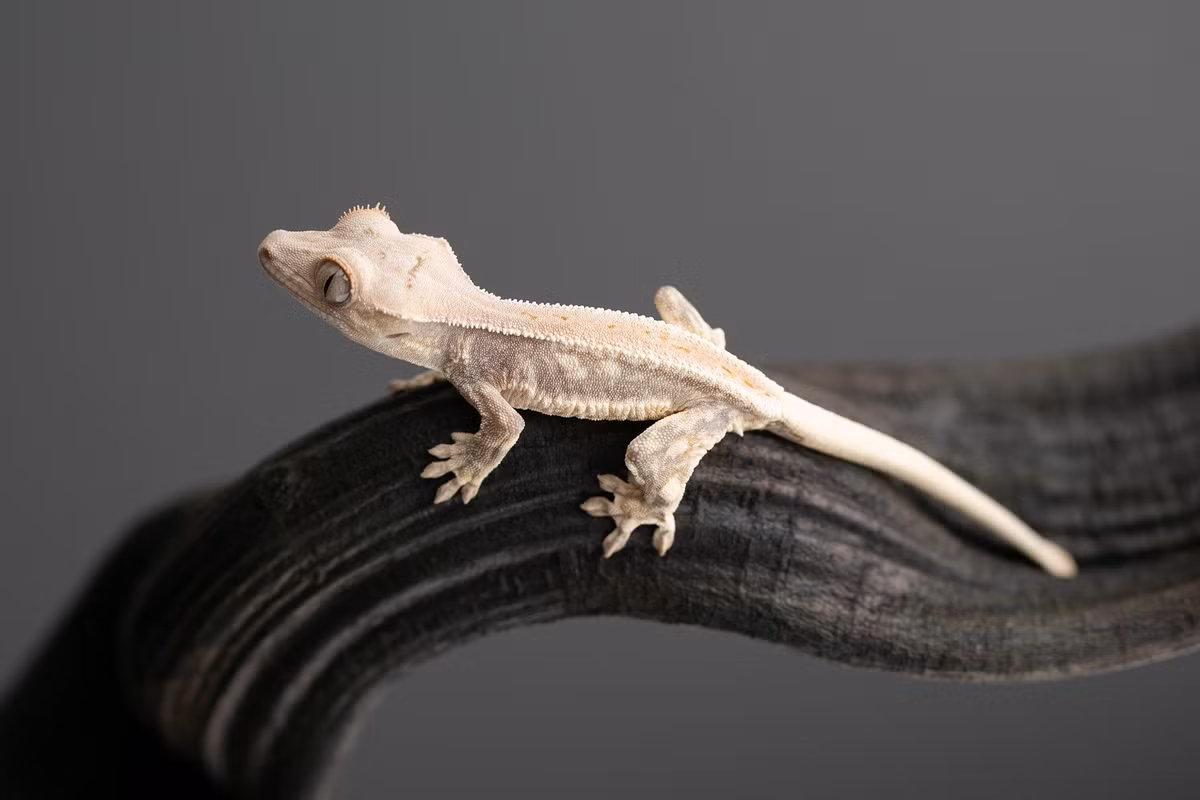  5. Đuôi có thể rụng và không mọc lại. Nếu bị đe dọa, chúng sẽ tự rụng đuôi để thoát thân, nhưng đuôi không tái sinh, khiến nhiều cá thể trưởng thành không có đuôi. Ảnh: Pinterest.