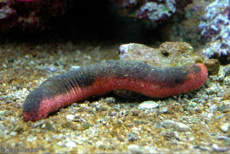  Chúng đóng vai trò như “máy lọc” của đáy biển. Hải sâm ăn trầm tích, mùn bã hữu cơ và vi sinh vật, góp phần làm sạch đáy biển và tái phân phối chất dinh dưỡng trong hệ sinh thái. Ảnh: Pinterest.