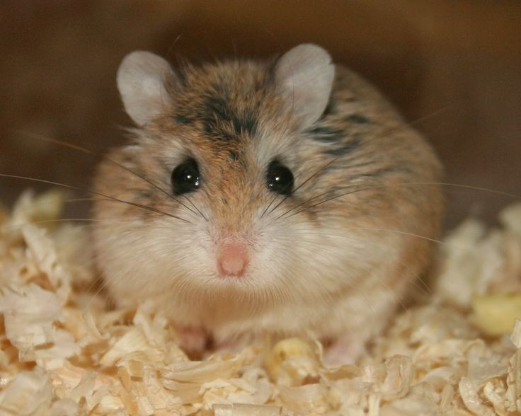  Tốc độ di chuyển đáng kinh ngạc. So với kích thước cơ thể, Roborovski được xem là loài hamster chạy nhanh nhất, giúp chúng né tránh kẻ săn mồi trên địa hình trống trải. Ảnh: Pinterest.