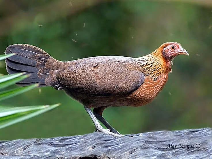  7. Gà mái đẻ trứng trong tổ giấu kín và nuôi con một mình. Sau khi được thụ tinh, gà mái chọn chỗ kín đáo để đẻ trứng, ấp trong khoảng 20–21 ngày và tự mình nuôi con non đến khi chúng biết kiếm ăn. Ảnh: Pinterest.