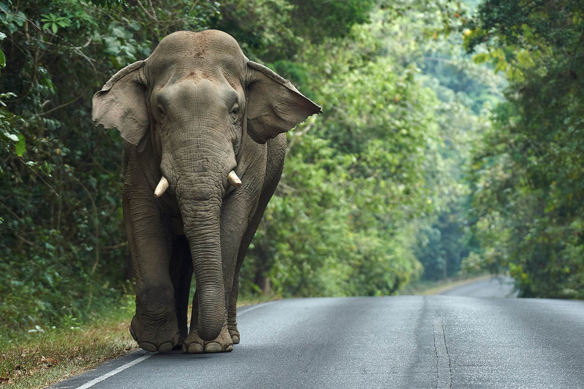  Được UNESCO công nhận là Di sản thế giới. Vườn quốc gia Dong Phayayen–Khao Yai được UNESCO ghi danh Di sản Thiên nhiên Thế giới năm 2005, bao gồm năm vườn quốc gia liền kề, tạo thành một khối sinh cảnh liên tục hiếm hoi còn sót lại ở Thái Lan. Ảnh: pulitzercenter.org.