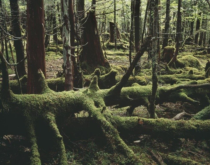  5. Không gian im lặng bất thường. Bên trong rừng, âm thanh bị cây cối hấp thụ gần như hoàn toàn, tạo nên bầu không khí yên ắng đến rợn người. Ảnh: Pinterest.