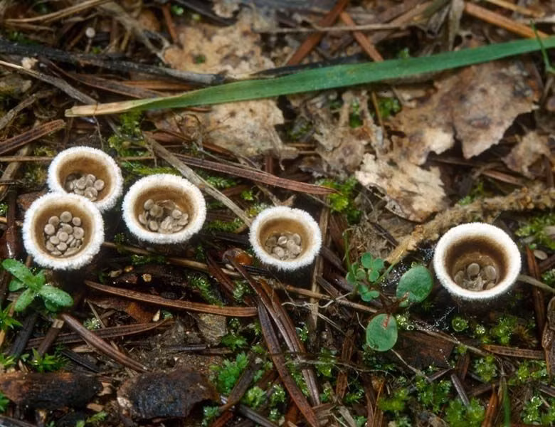  Chúng phát triển mạnh sau mưa. Nấm tổ chim thường mọc trên gỗ mục, thân cây hoặc mùn cưa khi độ ẩm cao. Ảnh: Pinterest.