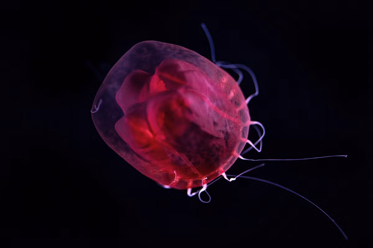  Có chiếc “chuông” trong suốt. Phần vòm hình chuông của chúng gần như trong suốt, bên trong nổi bật là những cơ quan màu đỏ, tạo nên vẻ đẹp kỳ bí như một chiếc đèn lồng. Ảnh: montereybayaquarium.org.