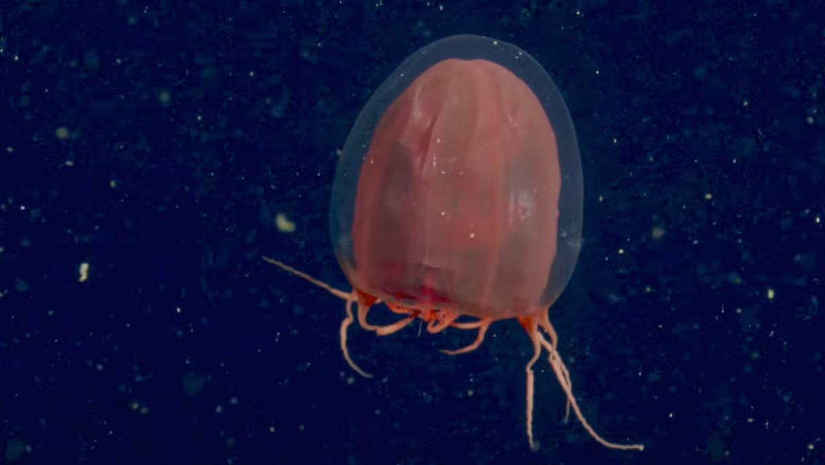  Thức ăn chủ yếu là sinh vật phù du. Loài sứa này dùng các tua phát sáng để bắt sinh vật phù du trôi nổi trong làn nước tối tăm ở đại dương sâu thẳm. Ảnh: amazonaws.com.