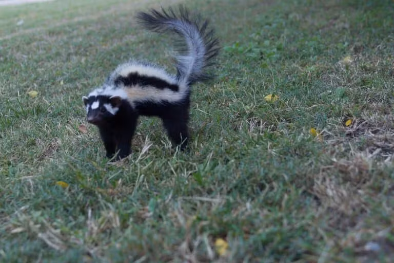  Chúng đóng vai trò sinh thái quan trọng nhưng ít được chú ý. Bằng việc săn côn trùng và động vật nhỏ, Ictonyx striatus góp phần cân bằng hệ sinh thái, dù thường bị con người e ngại vì mùi hôi đặc trưng. Ảnh: factanimal.com.