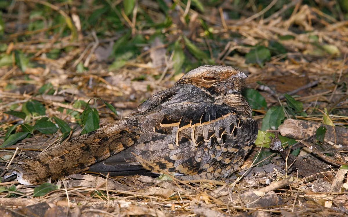  Gắn với giai thoại dân gian kỳ lạ. Trong quá khứ, người ta từng tin rằng chim cú muỗi hút sữa dê hay gây hại cho gia súc, nhưng khoa học đã chứng minh chim cú muỗi hoàn toàn vô hại với con người và vật nuôi. Ảnh: audubon.org.