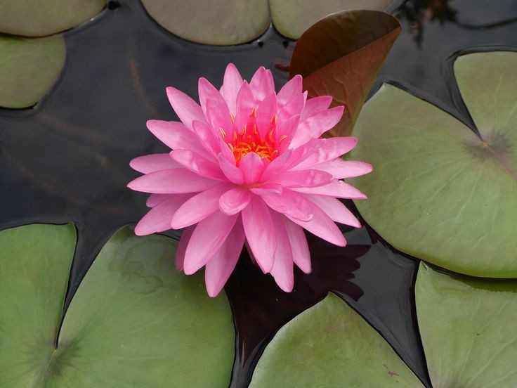  Hoa súng giữ vai trò sinh thái quan trọng trong thủy vực. Chúng cung cấp nơi trú ẩn cho cá, lưỡng cư và côn trùng, đồng thời góp phần lọc nước, giảm tảo và ổn định môi trường sống. Ảnh: Pinterest.