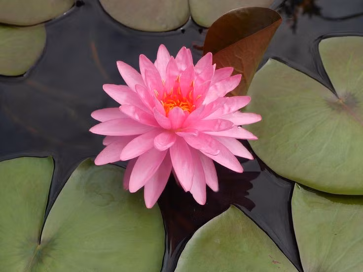  Hoa súng giữ vai trò sinh thái quan trọng trong thủy vực. Chúng cung cấp nơi trú ẩn cho cá, lưỡng cư và côn trùng, đồng thời góp phần lọc nước, giảm tảo và ổn định môi trường sống. Ảnh: Pinterest.