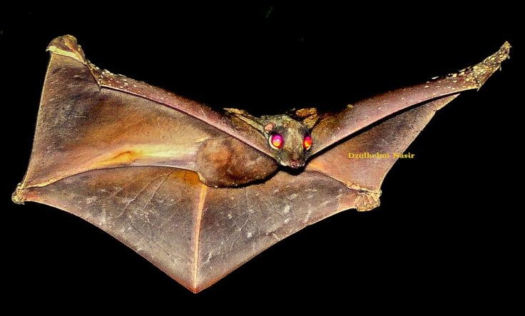  “Áo choàng” da giúp lượn giữa các cây. Đặc điểm nổi bật nhất của chồn bay Philippines là lớp màng da rộng gọi là patagium, kéo dài từ cổ đến đầu ngón chân và cả đuôi. Khi nhảy khỏi cành cây, chồn bay có thể dang rộng lớp màng này như chiếc dù, giúp chúng lượn xa hàng chục mét giữa các tán rừng. Ảnh: Pinterest.