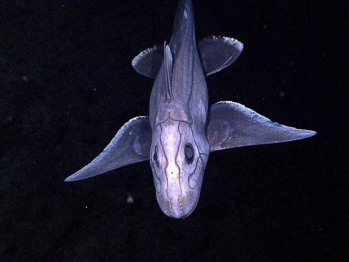  Cấu trúc răng dạng bản cứng độc đáo. Không có răng nhọn thay thế liên tục như cá mập, cá toàn đầu sở hữu các bản răng cứng dùng để nghiền nát động vật thân mềm, giáp xác và sinh vật đáy. Ảnh: owlcation.com.