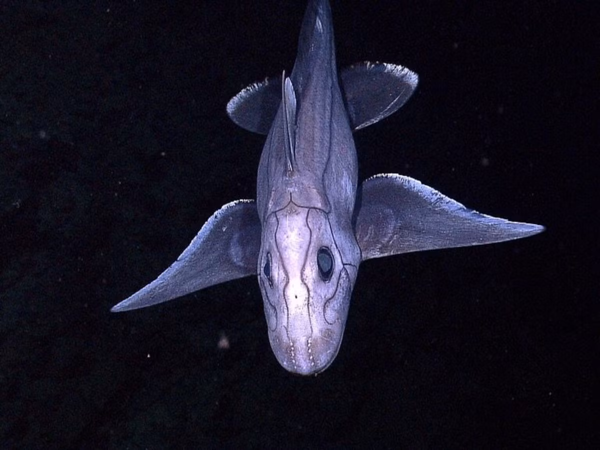  Cấu trúc răng dạng bản cứng độc đáo. Không có răng nhọn thay thế liên tục như cá mập, cá toàn đầu sở hữu các bản răng cứng dùng để nghiền nát động vật thân mềm, giáp xác và sinh vật đáy. Ảnh: owlcation.com.