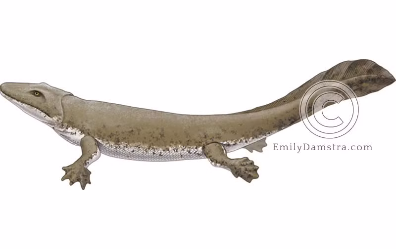  4. Sáu ngón trên mỗi chi. Khác với hầu hết các loài động vật có xương sống ngày nay, Tulerpeton có tới sáu ngón ở mỗi chi trước và chi sau, cho thấy sự đa dạng trong tiến hóa thuở ban đầu. Ảnh: emilydamstra.com.