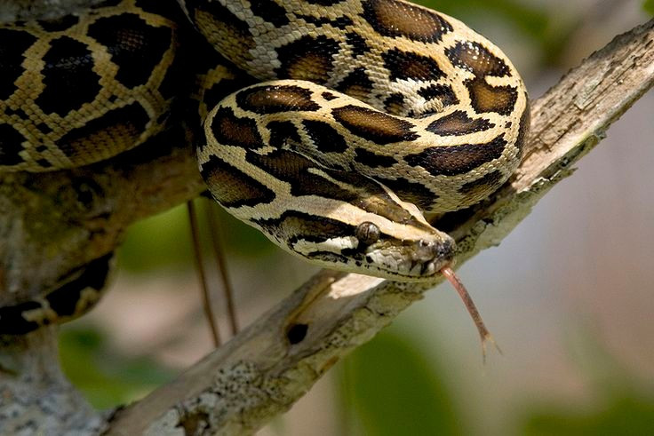  Hoa văn da tuyệt đẹp. Lớp da với hoa văn nâu vàng xen kẽ hình khối đen đặc trưng vừa giúp ngụy trang trong tự nhiên vừa là lý do chúng bị săn bắt lấy da. Ảnh: Pinterest.