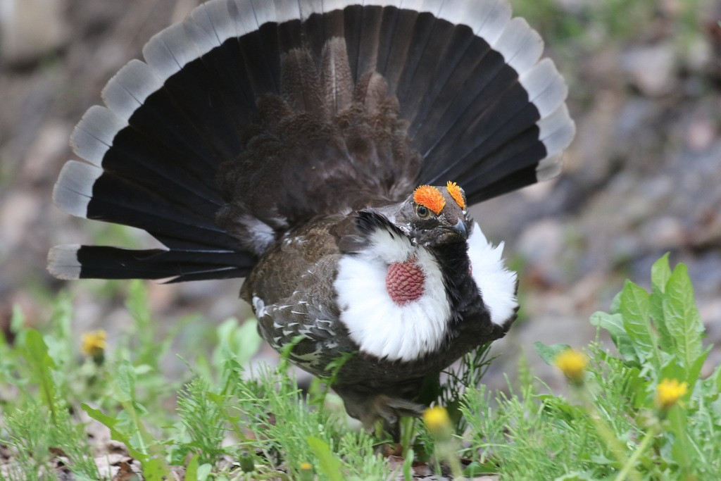 View - Gà thông túi cổ tía thổi phồng túi khí ở cổ để quyến rũ bạn tình | Báo Tri thức và Cuộc sống - TIN TỨC PHỔ BIẾN KIẾN THỨC 24H
