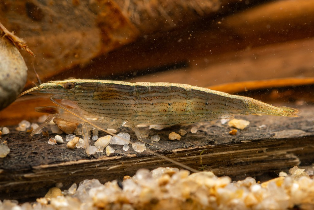  Loài tôm này có tập tính sống hiền lành và không gây hại cho sinh vật khác. Tôm tre hầu như không tấn công cá hay tôm nhỏ hơn, khiến chúng rất được ưa chuộng trong các bể thủy sinh cộng đồng. Ảnh: inaturalist.org.