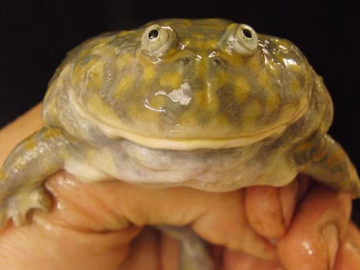  Biểu tượng kỳ dị của thế giới lưỡng cư. Nhờ vẻ ngoài độc đáo và tập tính khác thường, ếch Budgett thường xuyên xuất hiện trong sách khoa học phổ thông, phim tài liệu và là vật nuôi của cộng đồng yêu động vật kỳ lạ. Chúng là minh chứng sống động cho sự đa dạng đáng kinh ngạc của tiến hóa tự nhiên. Ảnh: Pinterest.