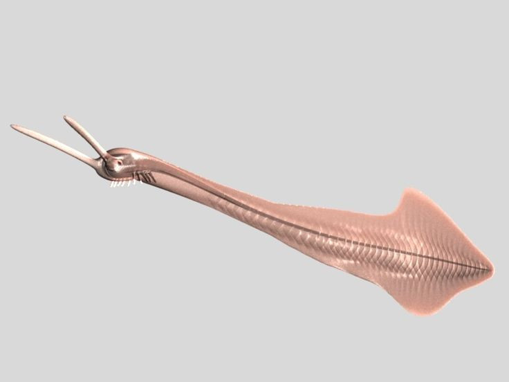  Là động vật có dây sống nguyên thủy. Chúng được cho là tổ tiên sớm của động vật có xương sống. Ảnh: Pinterest.