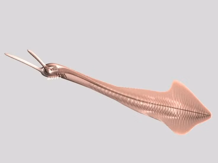 Là động vật có dây sống nguyên thủy. Chúng được cho là tổ tiên sớm của động vật có xương sống. Ảnh: Pinterest.