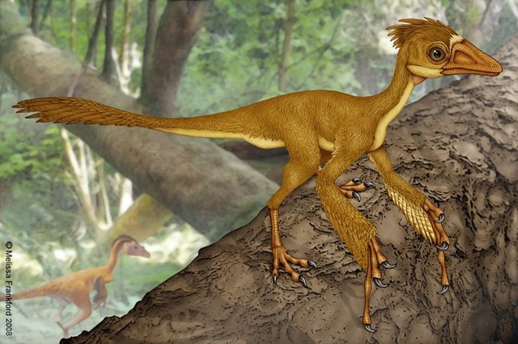  Khủng long sống trên cây hiếm hoi được biết đến. Tên gọi Epidendrosaurus có nghĩa là “thằn lằn sống trên cây”, phản ánh lối sống leo trèo giữa các tán rừng kỷ Jura. Ảnh: Pinterest.