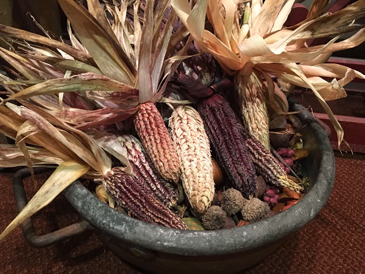  Biểu tượng văn hóa và tín ngưỡng. Trong nhiều nền văn minh cổ như Maya và Aztec, ngô được xem là cây thiêng gắn với sự sống và thần linh. Hình ảnh ngô xuất hiện trong nghi lễ, thần thoại và nghệ thuật, cho thấy vai trò sâu sắc của loài cây này trong đời sống tinh thần con người. Ảnh: Pinterest.