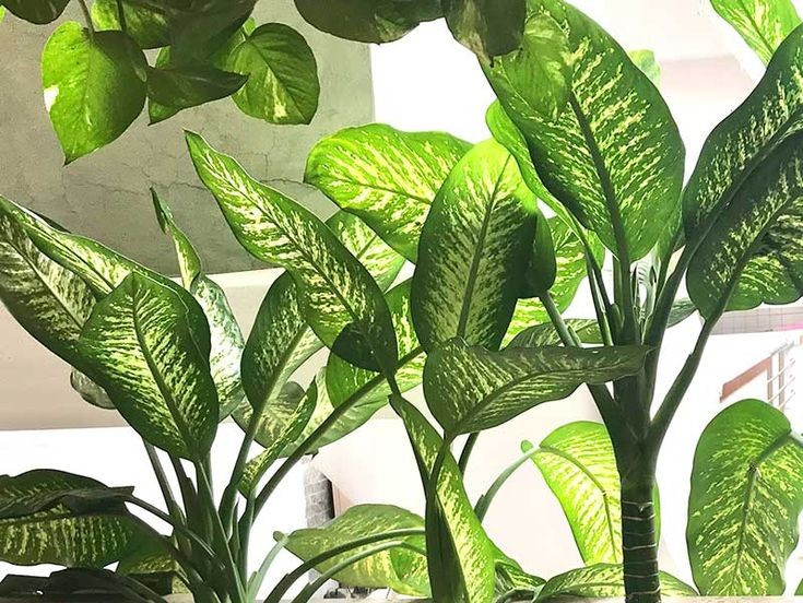  Cần được chăm sóc đúng cách để an toàn. Dù đẹp và dễ trồng, cây nên được đặt ở vị trí phù hợp và chăm sóc cẩn thận để tránh các rủi ro do độc tính. Ảnh: Pinterest.